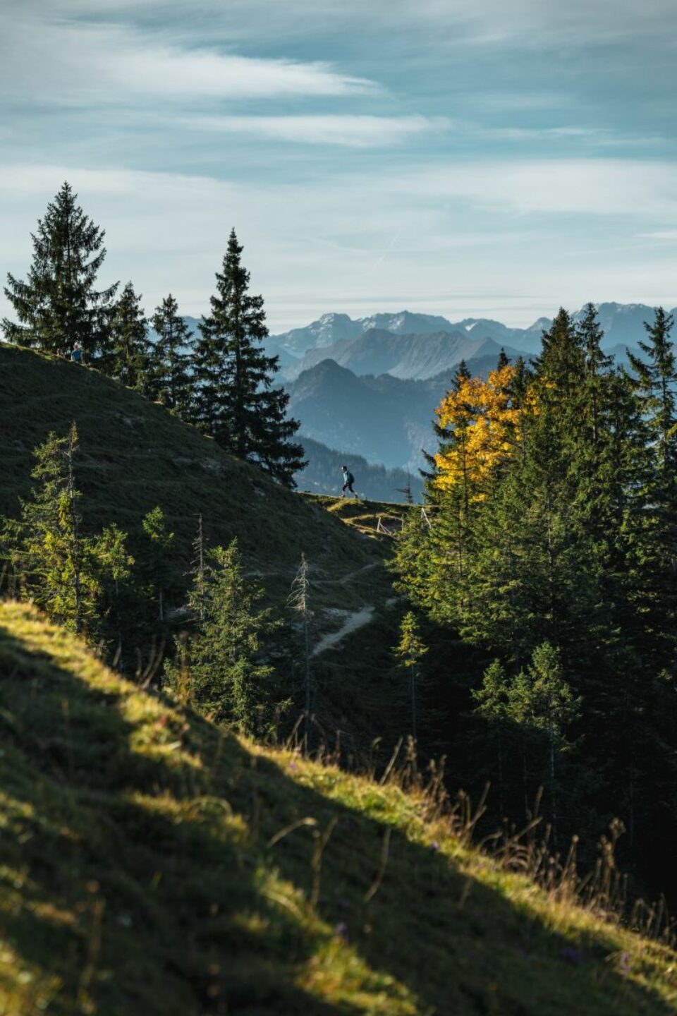 Mountains Forest