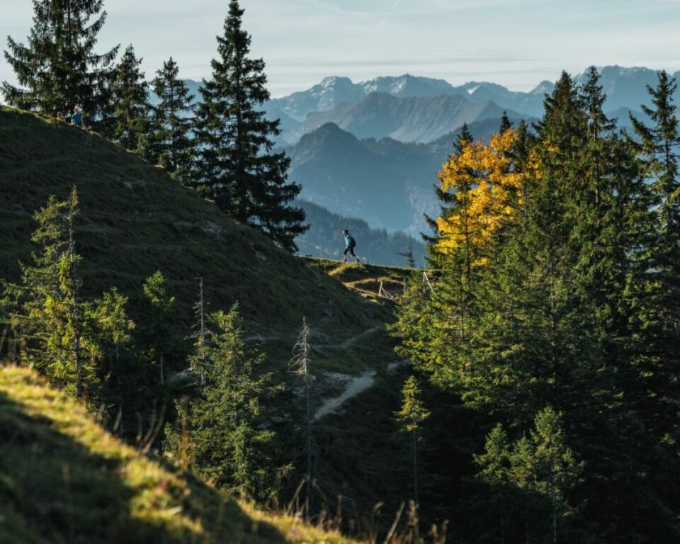 Mountains Forest