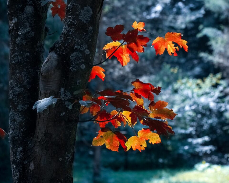 Fire and Ice