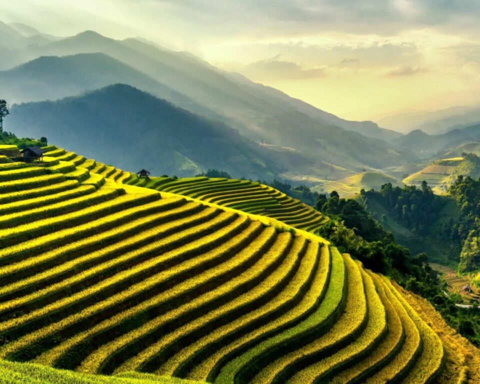 Mountain Fields